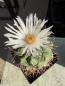 Preview: Thelocactus hexaedrophorus